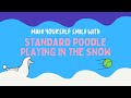Make Yourself Smile with a Standard Poodle Playing Fetch in the Snow!