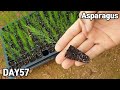 아스파라거스 키우기♥ㅣHow to grow asparagus from seeds