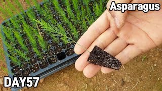 아스파라거스 키우기♥ㅣHow to grow asparagus from seeds