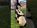 Quand la soigneuse dit “on sort”… les pandas obéissent 😂🐼 #panda #animaux #mignon