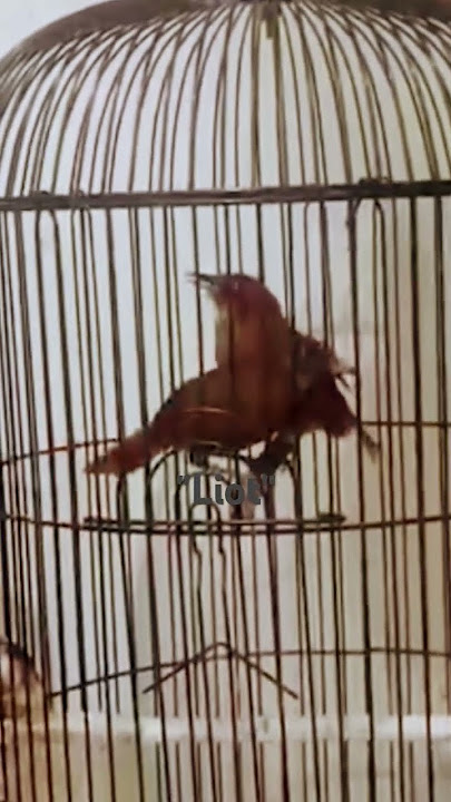 Burung tepus kepala abu sepasang suara tembakan. #kicaumania #burung #burungkicau
