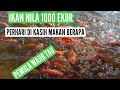 Ikan nila 1000 ekor sehari habis pakan berapa