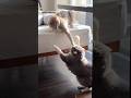 今日も元気に戦うふたり😼😼 #モアクリ