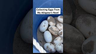 Collecting Eggs From My Alligators Nest