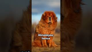 Fun facts of the Tibetan Mastiff