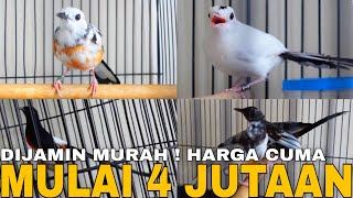 DIJAMIN MURAH ! MURAI BATU PANDA DAN EKOR PANJANG DIOBRAL PROMO BAGI' MURAI BATU BLOROK GRATIS !