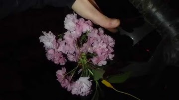 ATTINY85 Capacitive Sense Floating Battery Powered Plant Touch