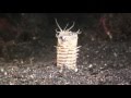 Bobbit Worm and frog fish night hunting Sulavesi