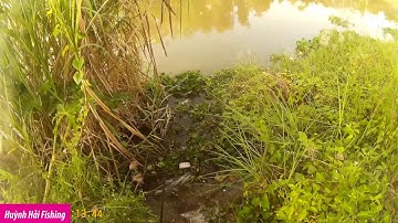 CÂU CÁ RÔ ĐỒNG VỀ CHIÊN GIÒN , CÁ ĂN QUÁ DỮ