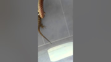 Gopher snake eats lizard part 1