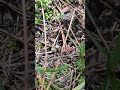 causaran algun daño esos insectos? #nature #france #adaptacion