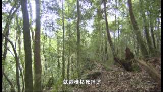 世界遺產台灣檜木