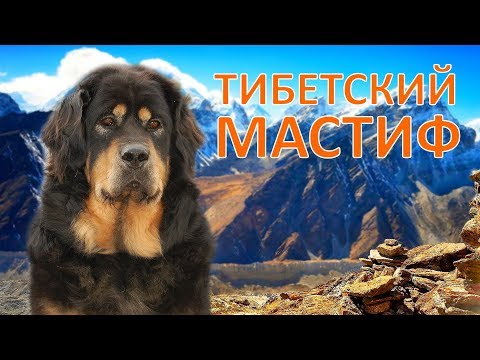 ТИБЕТСКИЙ МАСТИФ – мифы и реальность, история и ХАРАКТЕРИСТИКИ породы