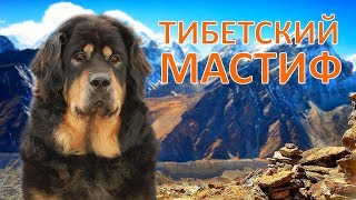 ТИБЕТСКИЙ МАСТИФ - мифы и реальность, история и ХАРАКТЕРИСТИКИ породы