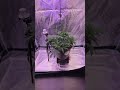 Tag 49 - Update aus dem Growroom #marshydo  #hydroponics