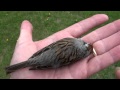 Chipping sparrow emberizidae spizella passerina windowkilled bird