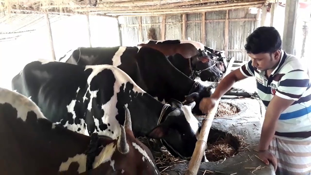 Dairy farm rajapur Bangladesh / BD Village Life YouTube