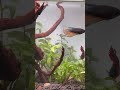 Bettafish planted tank  #ytshorts #bettafish #viralvideo #ytshortsindia #trendingshorts #aquarium
