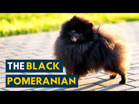 black pomeranian stuffed animal