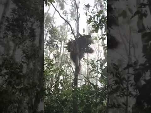 Macaco tenta se