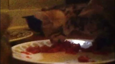 Video 11893061: bengal kitten, cat food