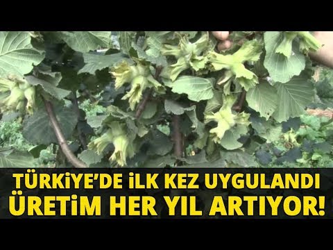 Video: Fındık Doldurma: Kolay Hazırlık Için Adım Adım Fotoğraf Tarifleri