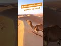 Viral Shorts Desert рџђЄ Shorts Tiktok Viral Viral Shorts Desert рџђЄ Shorts Tiktok Viral