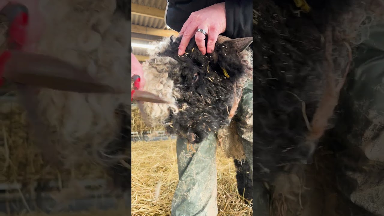 Самая милая овечка в мире нуждается в помощи! 