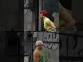 Gta5 Can We Save JB Before It S Too Late Gta5 Can We Save JB Before It S Too Late