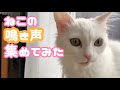 メス猫の鳴き声を集めてみた！