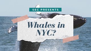 Whales In Nyc?