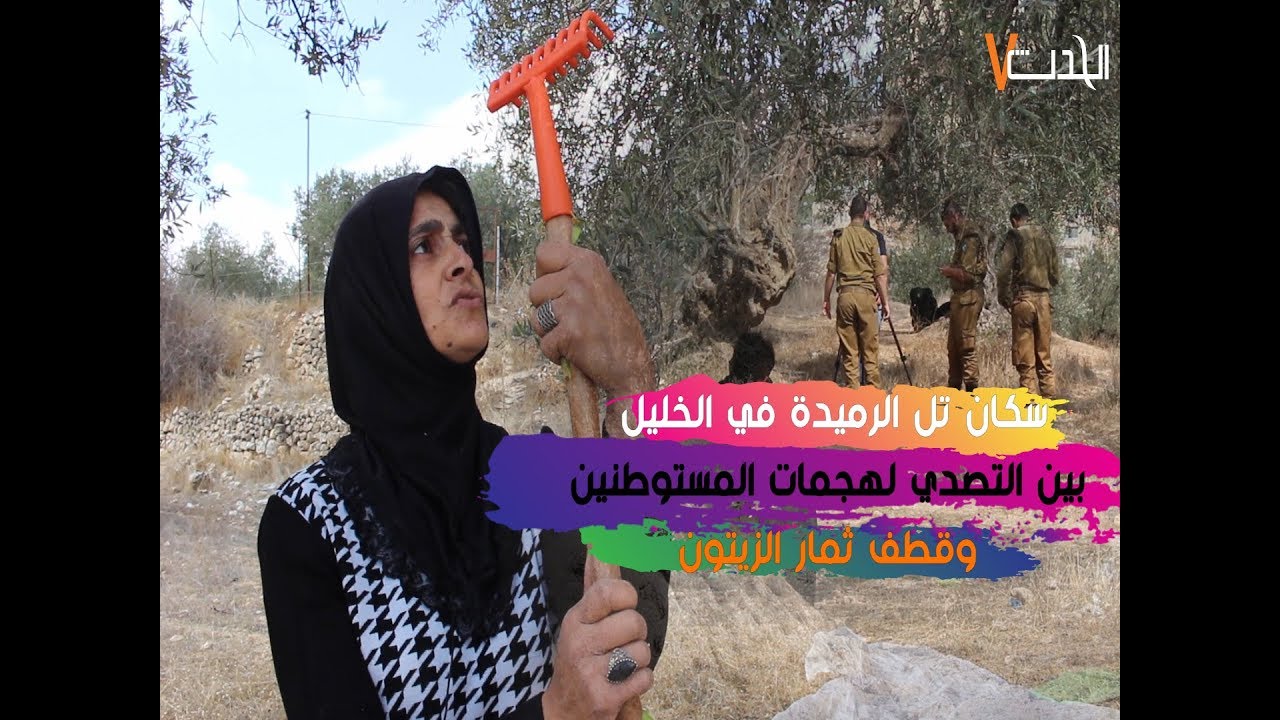 سكان تل الرميدة في الخليل بين التصدي لهجمات المستوطنين وقطف ثمار الزيتون