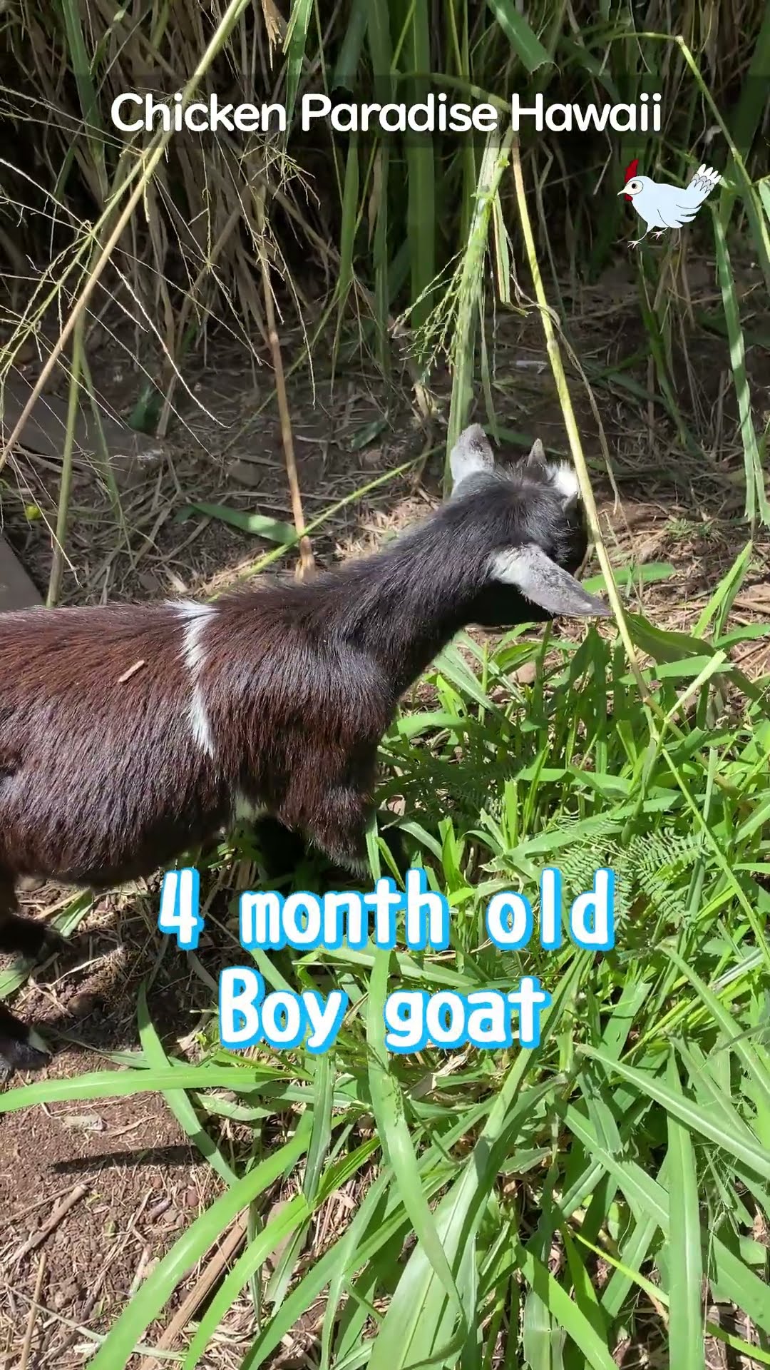 Yagisuke at five months