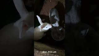 🐇🎋#trending #pets #vairalvideo #viral #vairalshort #vairal #rabbit #bunny #trendingshorts #bunnies
