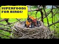  superfood superstars fueling your feathered friends birdfood birdslover