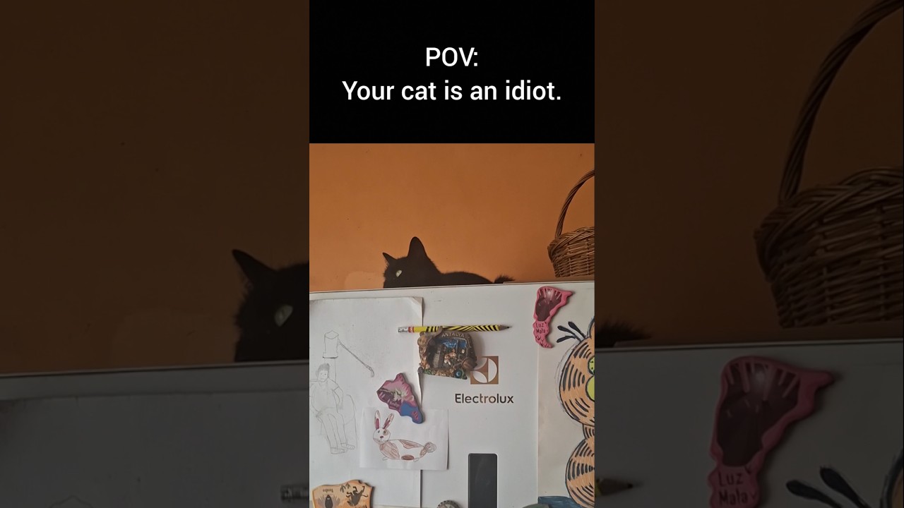 She's built different #catshorts #pov