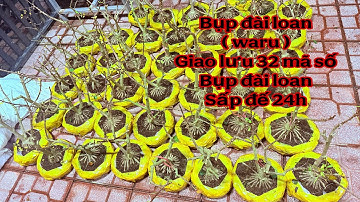 bonsai đế 24h ( bụp đài loan ) 0522.9999.09 hân ( giao lưu phôi bonsai sấp đế 24 giờ )