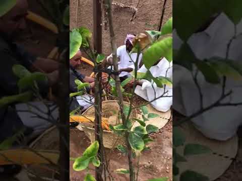 من تراثيات الاحساء صرم النخل