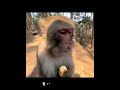 「最も一途な」サルライフー #忘れてはいけない #animals
