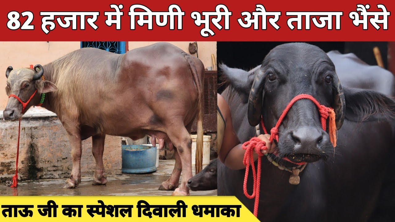 82 हजार में मिणी भूरी और ताजा भैंसे, ताऊ जी का स्पेशल दिवाली धमाका || Bhavika Dairy Farm (999261154)