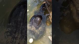 Tortoise At Tripureswari Temple