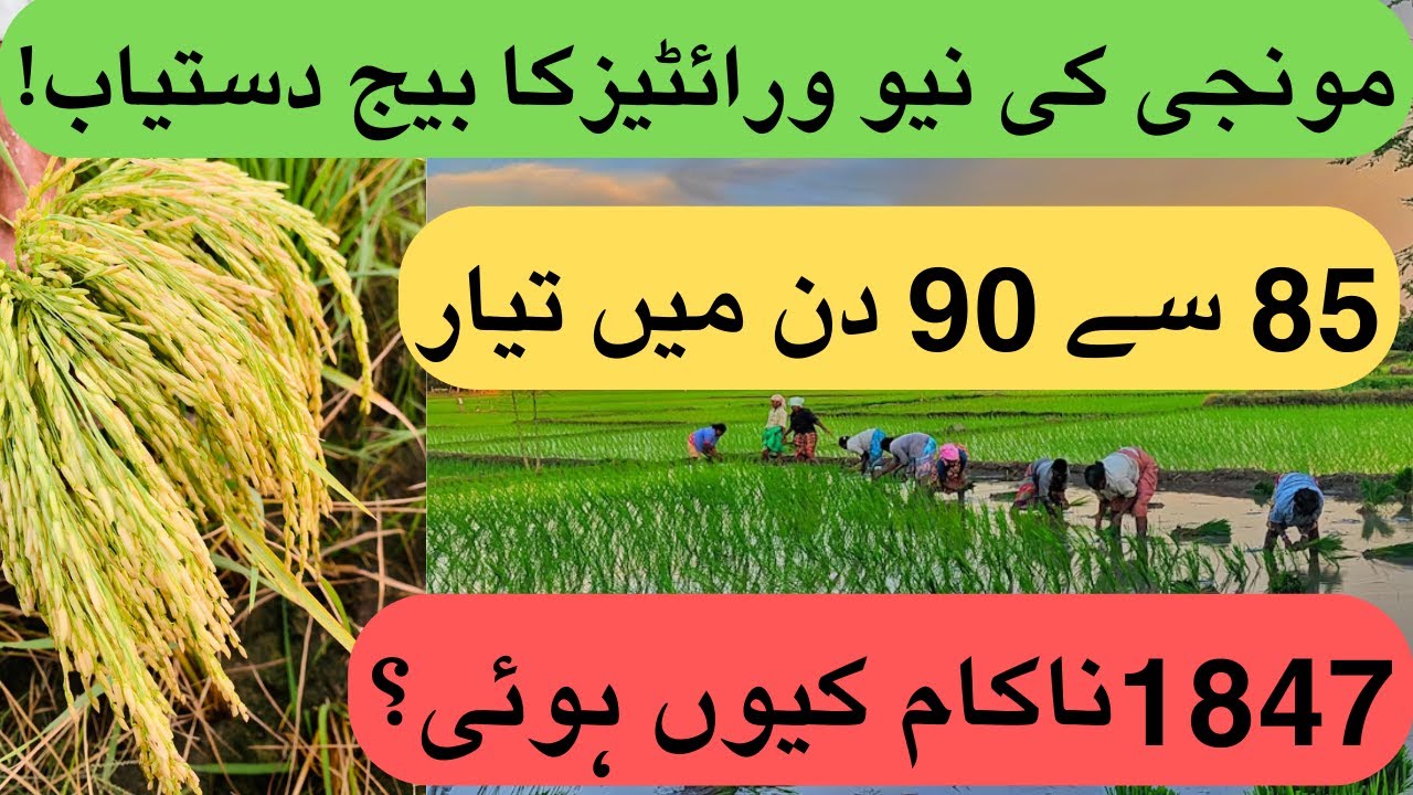 1847 Nakam Kiue Hui? | ناکام کيوں ہوئی؟ | New varieties Seeds available | 