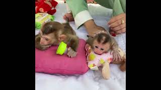 So Cute !! Two Baby Monkey TORO&LUNA Sleep Waiting Mom Dress Up
