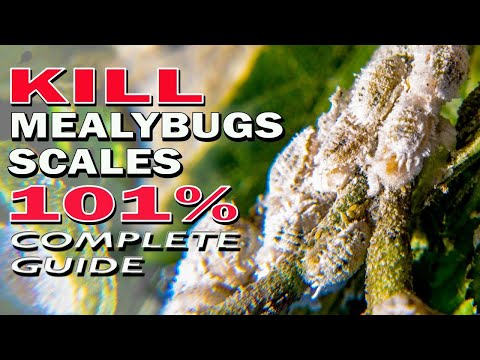 Best Ways Get Rid of Mealybugs and Scale Insects 101% // Complete Guide