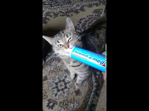 Мятная кошка 😻 - YouTube