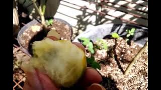 REVIEW JERUK TONGHENG dan PERBANDINGANNYA DENGAN JERUK NAGAMI #tabulampot #youtubeviral