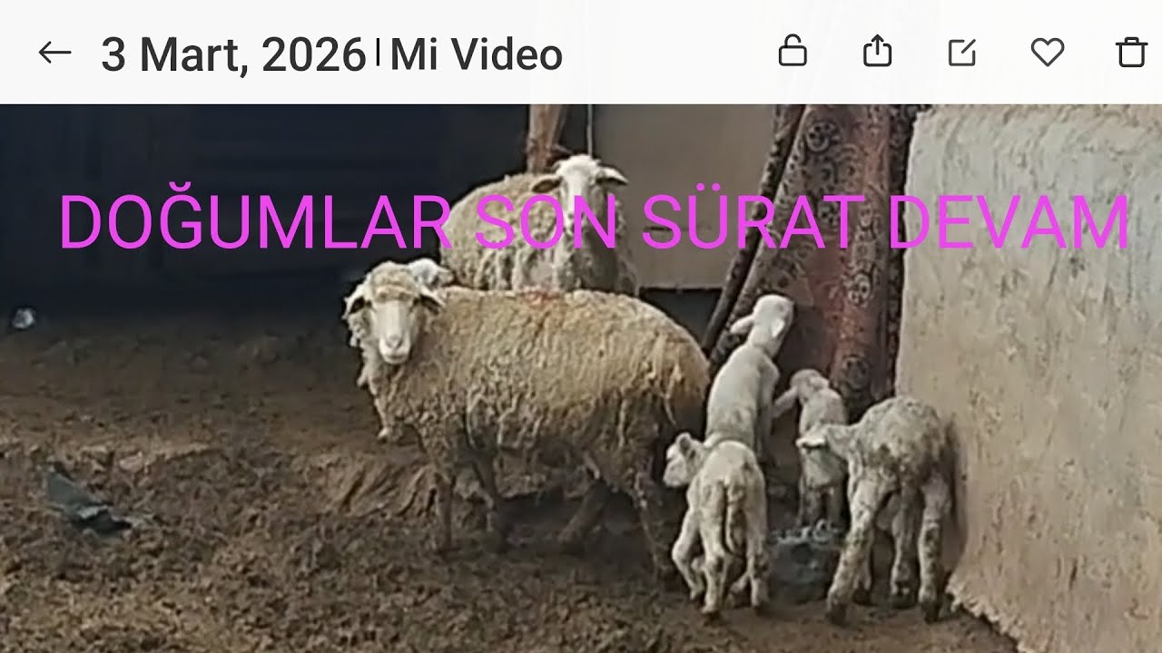 Kuzular çoğalıyor.                          Şahin de rızkının peşinde!!