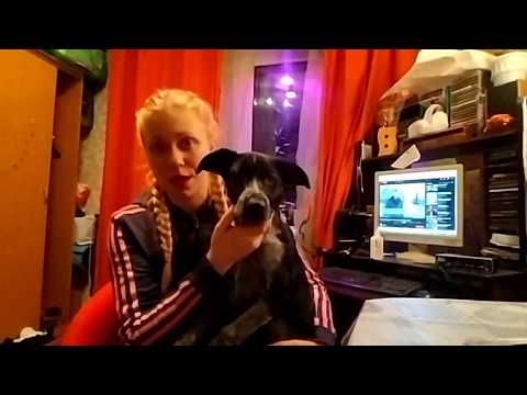ПОРОДЫ СОБАК - Немецкий Курцхаар
