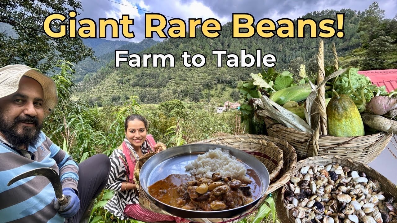 Harvesting Rare Multi-Colored Kidney Beans (Rajma):  Organic Village Garden Cooking 🌿