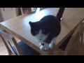 Amazing cat trick